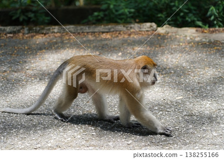 Monkey Walking on a Paved Road in Natural Light 138255166