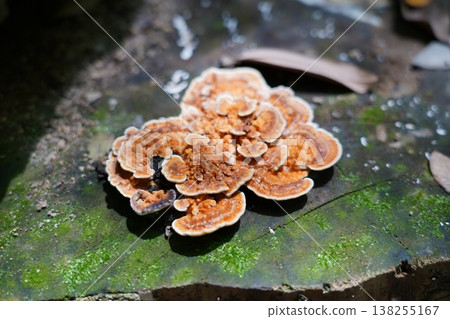Turkey Tail Fungus on Mossy Wood Close Up Turkey Tail Fungus on Mossy Wood Close Up 138255167