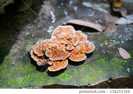 Turkey Tail Mushroom On Mossy Tree Trunk Closeup 138255168