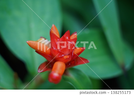 Beautiful Costus Ossea flower close up photography Beautiful Costus Ossea flower close up photography 138255173
