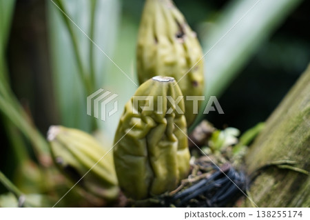 Unopened Orchid Flower Buds in Tropical Setting Unopened Orchid Flower Buds in Tropical Setting 138255174