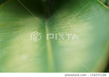 Abstract Green Leaf Macro View Nature Background Abstract Green Leaf Macro View Nature Background 138255186