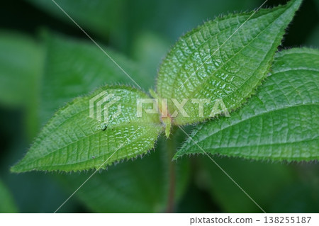 Close Up of Green Leaves of a Plant Close Up of Green Leaves of a Plant 138255187
