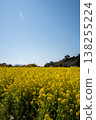 Rape flower field and blue sky 138255224