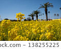 Landscape with rape field 138255225