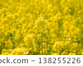Rape field dyed yellow 138255226
