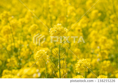 Rape field dyed yellow Rape field dyed yellow 138255226