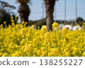 Rape blossoms that herald the arrival of spring 138255227