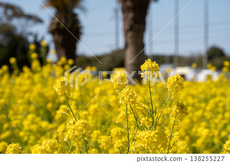 Rape blossoms that herald the arrival of spring 138255227