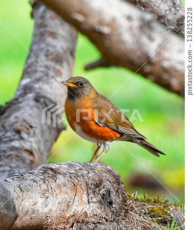 野生鳥類Akahara 138255228