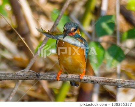 A kingfisher preying on a fish, a natural scene of wild birds in Japan (Common Kingfisher, hun A kingfisher preying on a fish, a natural scene of wild birds in Japan (Common Kingfisher, hun 138255337