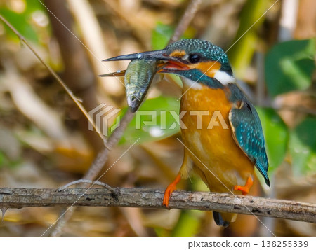 一隻翠鳥正在捕食魚類,這是日本野生鳥類的自然景象(普通翠鳥,hun)。 一隻翠鳥正在捕食魚類,這是日本野生鳥類的自然景象(普通翠鳥,hun)。 138255339