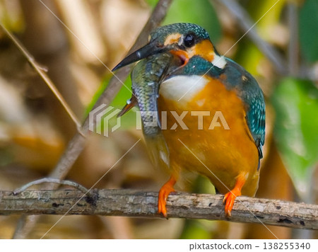 A kingfisher preying on a fish, a natural scene of wild birds in Japan (Common Kingfisher, hun A kingfisher preying on a fish, a natural scene of wild birds in Japan (Common Kingfisher, hun 138255340