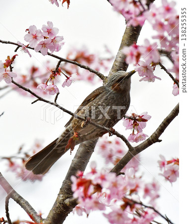 Wild bird stock 138255355