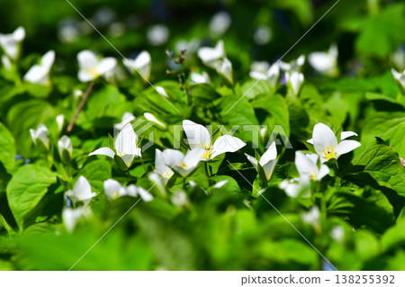 Flower: Trillium Flower: Trillium 138255392