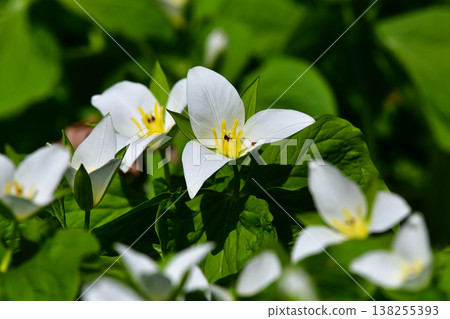 Flower: Trillium Flower: Trillium 138255393