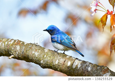 Wild bird Ooruri 138255529