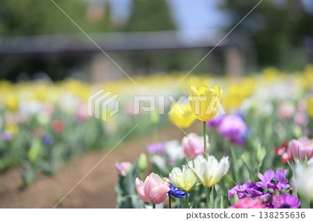 Yellow tulips, colorful flower field, spring, March image 138255636