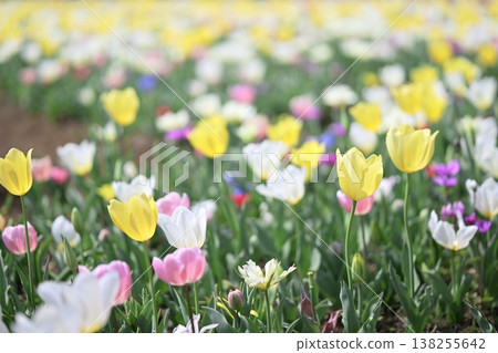 Yellow tulips, colorful flower field, spring, March image Yellow tulips, colorful flower field, spring, March image 138255642