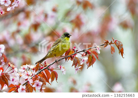 野鳥Aoji 野鳥Aoji 138255663