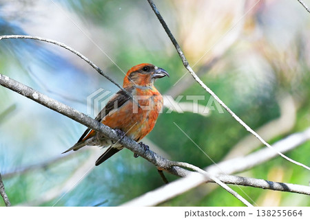 Wild bird: Crossbill Wild bird: Crossbill 138255664