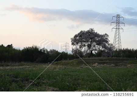 Mount Fuji at sunrise and the cherry blossoms of Ōjinzuka in full bloom. 138255691