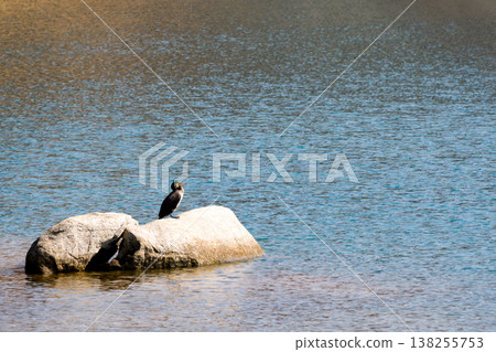 Great cormorant resting on a rock Great cormorant resting on a rock 138255753
