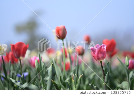 Colorful pink tulips in a flower field, spring, March image. 138255755