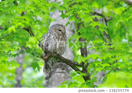 野生鳥類 Ezo 貓頭鷹 138255774