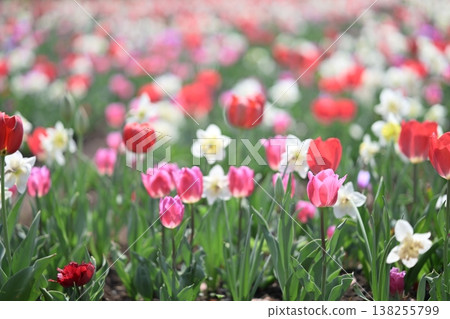 Colorful pink tulips in a flower field, spring, March image. Colorful pink tulips in a flower field, spring, March image. 138255799