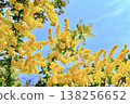 The blooming mimosa blossoms and branches stand out against the blue sky. 138256652