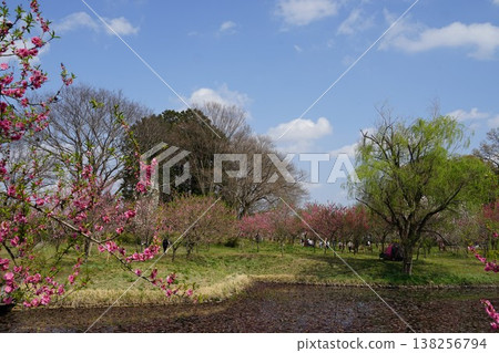Scenery of Koga General Park in Koga City, Ibaraki Prefecture Scenery of Koga General Park in Koga City, Ibaraki Prefecture 138256794