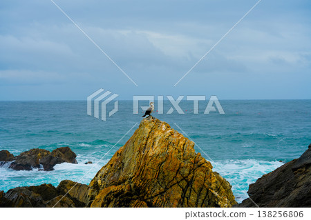 Great Cormorant Phalacrocorax carbo sits on the rock, East sea, South Korea 138256806