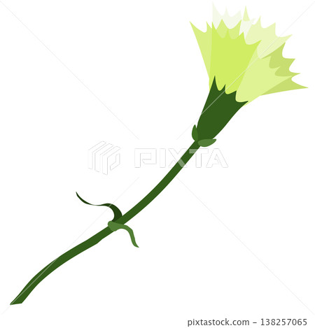 A simple illustration of a light green carnation. A simple illustration of a light green carnation. 138257065