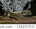 The cherry blossoms of Okazaki Castle bloom in full glory, deep within their strong roots. 138257431