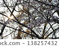 A refreshing display of fully bloomed cherry blossom branches bathed in bright, backlit light. 138257432