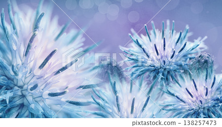 Floral background. Purple thorny thistle flower. Closeup. Nature. Floral background. Purple thorny thistle flower. Closeup. Nature. 138257473