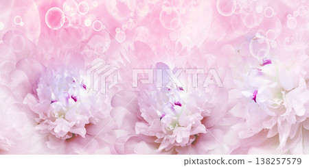 Holiday card with peony flowers. Floral background. Close-up. Nature. Holiday card with peony flowers. Floral background. Close-up. Nature. 138257579