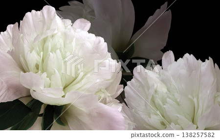 Peonies flowers. Floral background. Closeup. Nature. Peonies flowers. Floral background. Closeup. Nature. 138257582