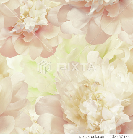 Seamless floral  background. Flowers peonies and petals peonies. Close up. 138257584
