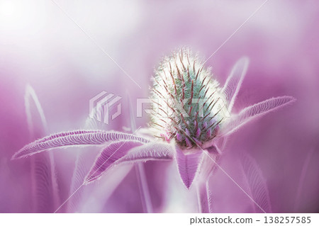 Beautiful clover flower on green background. Shallow depth of field. Close up. Nature. Beautiful clover flower on green background. Shallow depth of field. Close up. Nature. 138257585