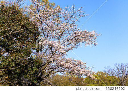 Springtime at Maioka Furusato Park in Totsuka Ward, Yokohama City Springtime at Maioka Furusato Park in Totsuka Ward, Yokohama City 138257602