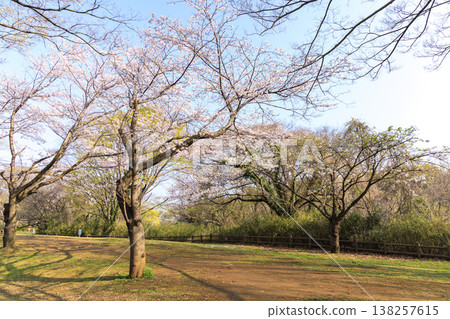 Springtime at Maioka Furusato Park in Totsuka Ward, Yokohama City Springtime at Maioka Furusato Park in Totsuka Ward, Yokohama City 138257615