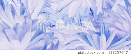 Floral background. Petals of purple daisy close up. Flower composition. Nature. Floral background. Petals of purple daisy close up. Flower composition. Nature. 138257647
