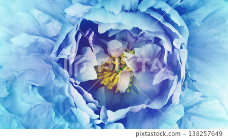 Peony flower. Floral blue background. Macro. Nature. Peony flower. Floral blue background. Macro. Nature. 138257649