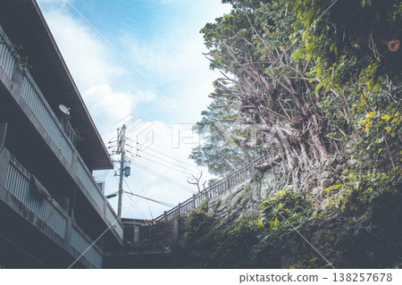 Banyan tree and apartment 138257678