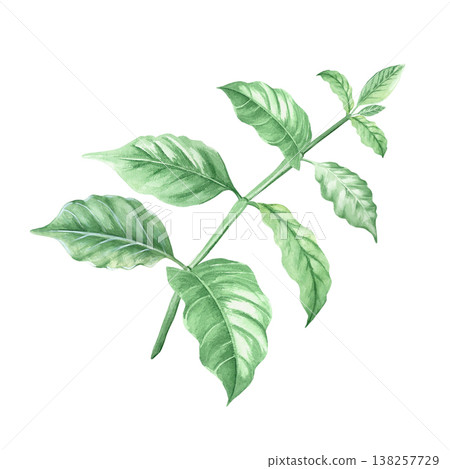 Watercolor green branch with coffee tree leaves. Botanical illustration of a coffee branch from an organic plantation. Hand-drawn on a white background. Spring and summer foliage of cocoa leaves. 138257729