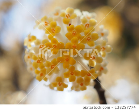 圓形三椏花(20260327142844) 圓形三椏花(20260327142844) 138257774