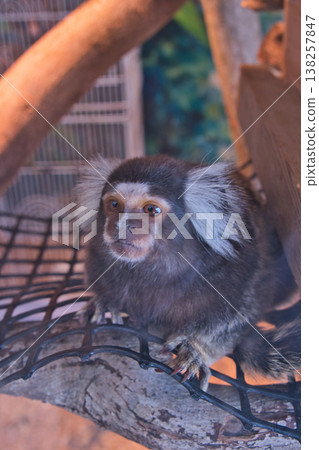 伊豆沙博滕動物園的猴子 伊豆沙博滕動物園的猴子 138257847