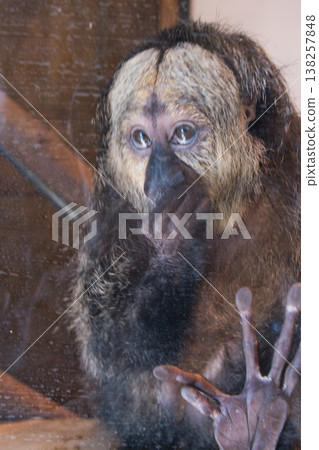 Monkeys at Izu Shaboten Animal Park Monkeys at Izu Shaboten Animal Park 138257848